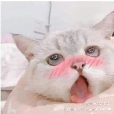 ⱽˡowo